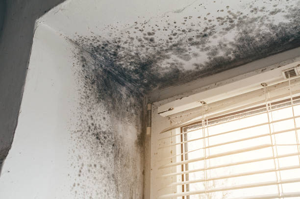 Affordable Mold Cleanup solutions in Grandy, NC